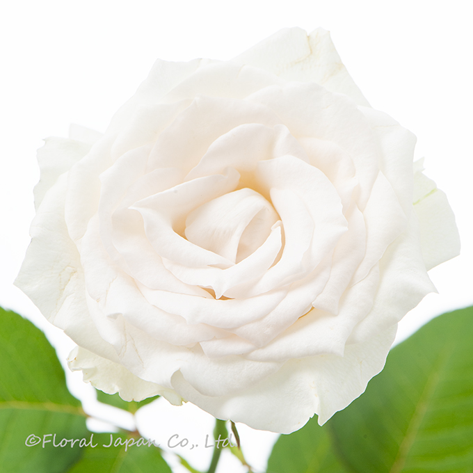 グランオマージュ