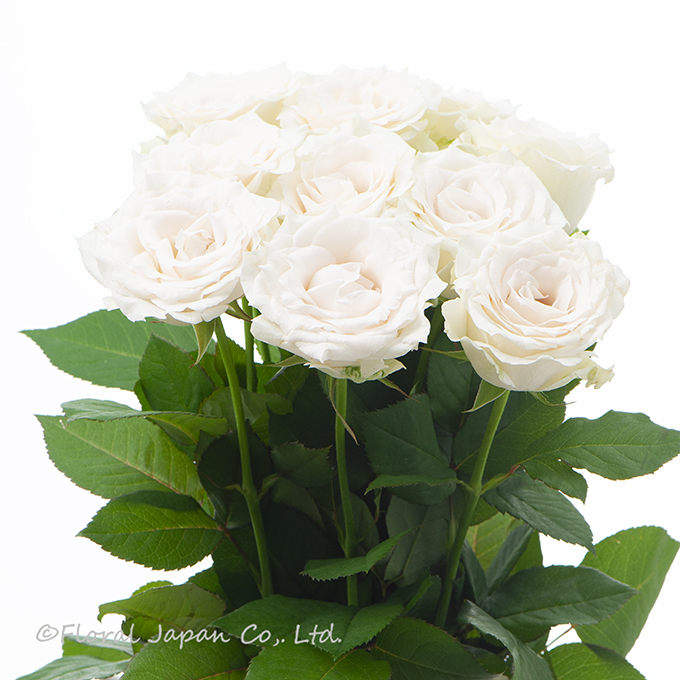 グランオマージュ