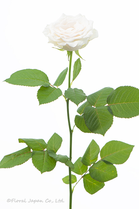 グランオマージュ