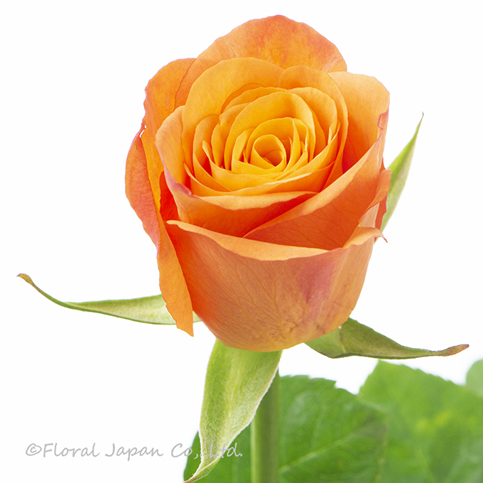 コンフィデンシャル