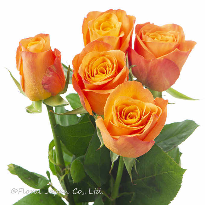 コンフィデンシャル