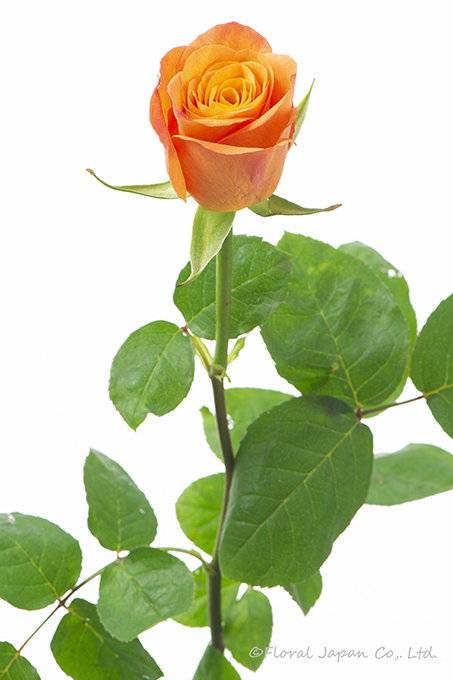 コンフィデンシャル