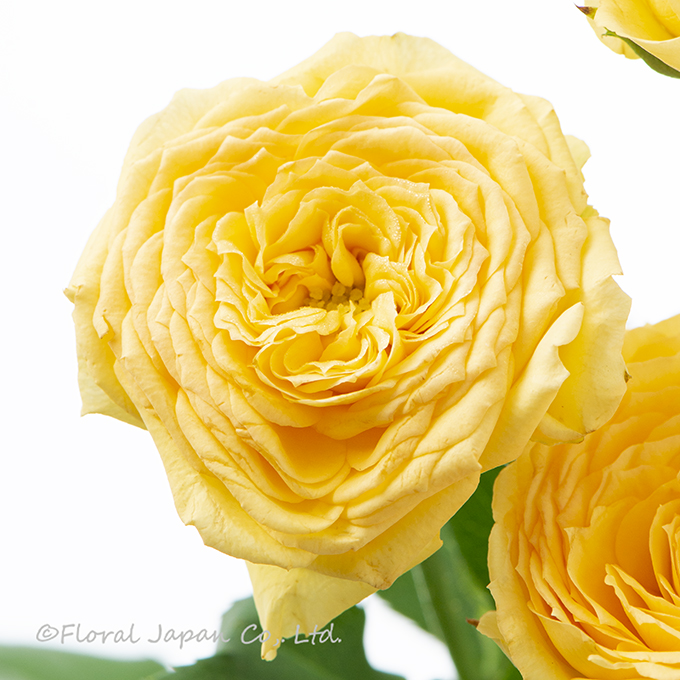 サニートレンドセッター