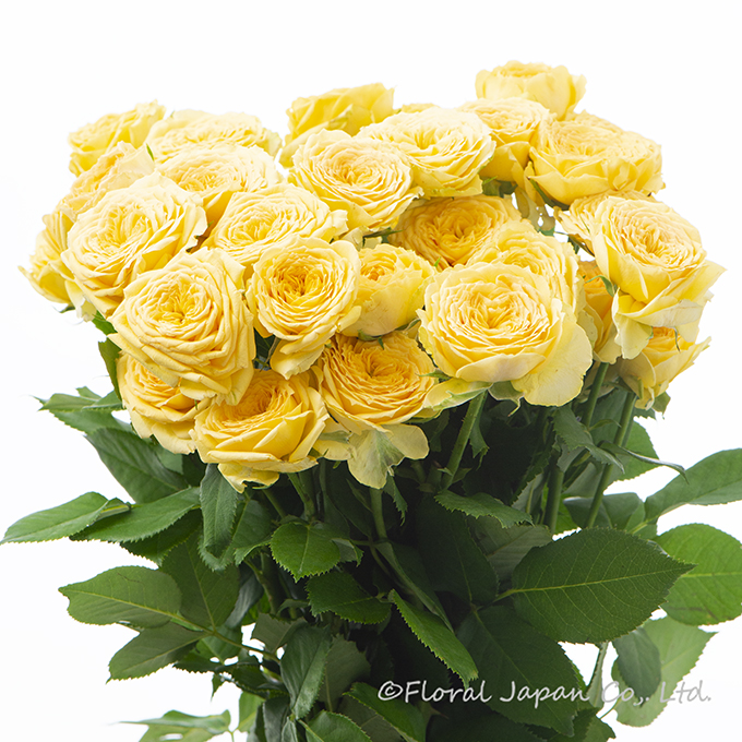 サニートレンドセッター