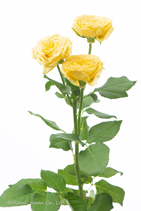 サニートレンドセッター