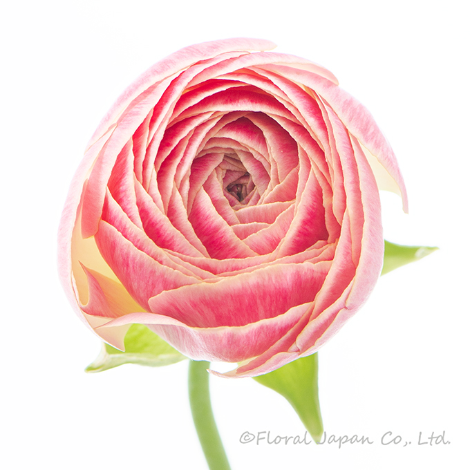 サンキュラスピーチ