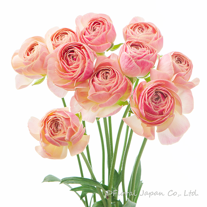 サンキュラスピーチ