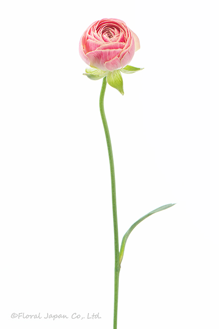 サンキュラスピーチ