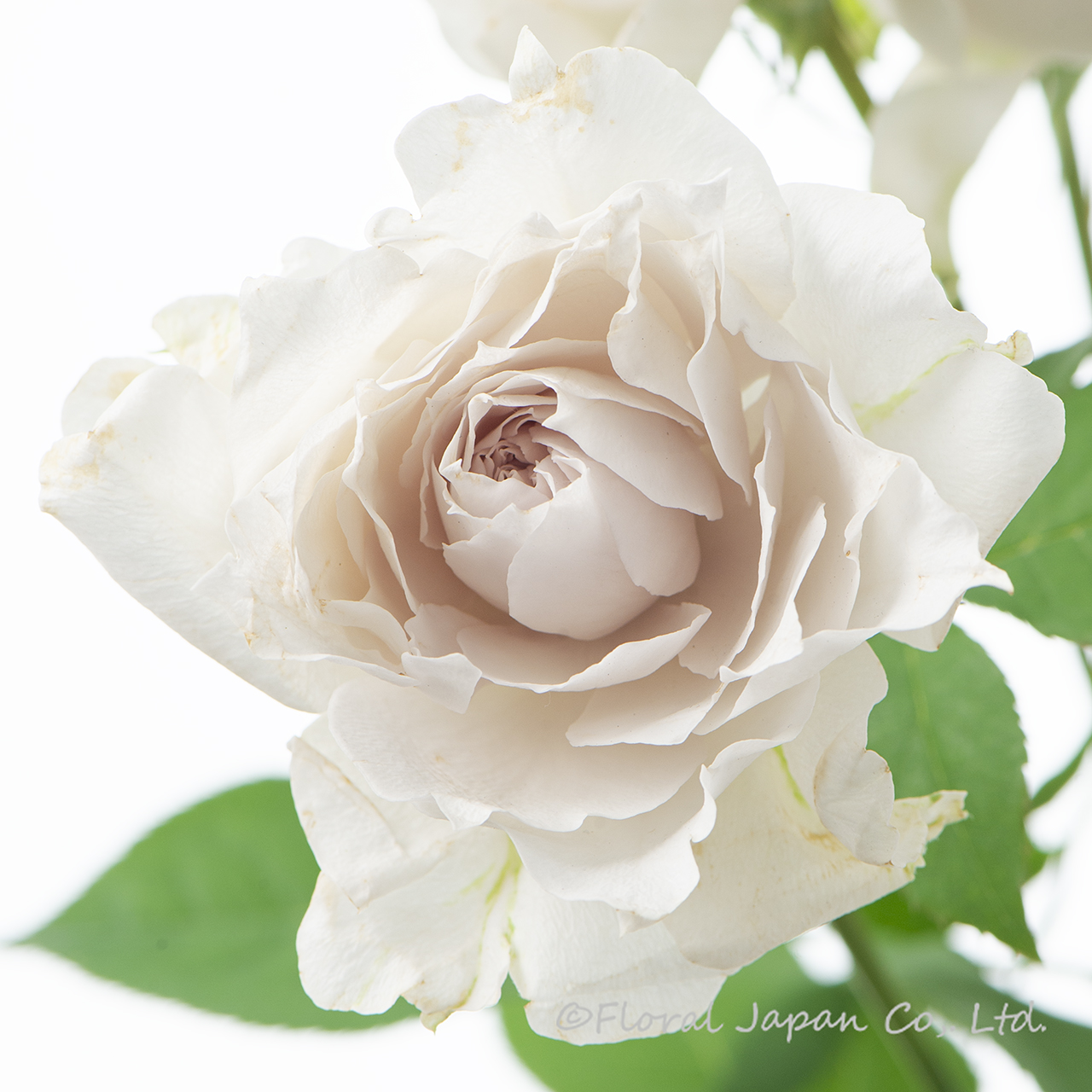 ザ・セレスティアル