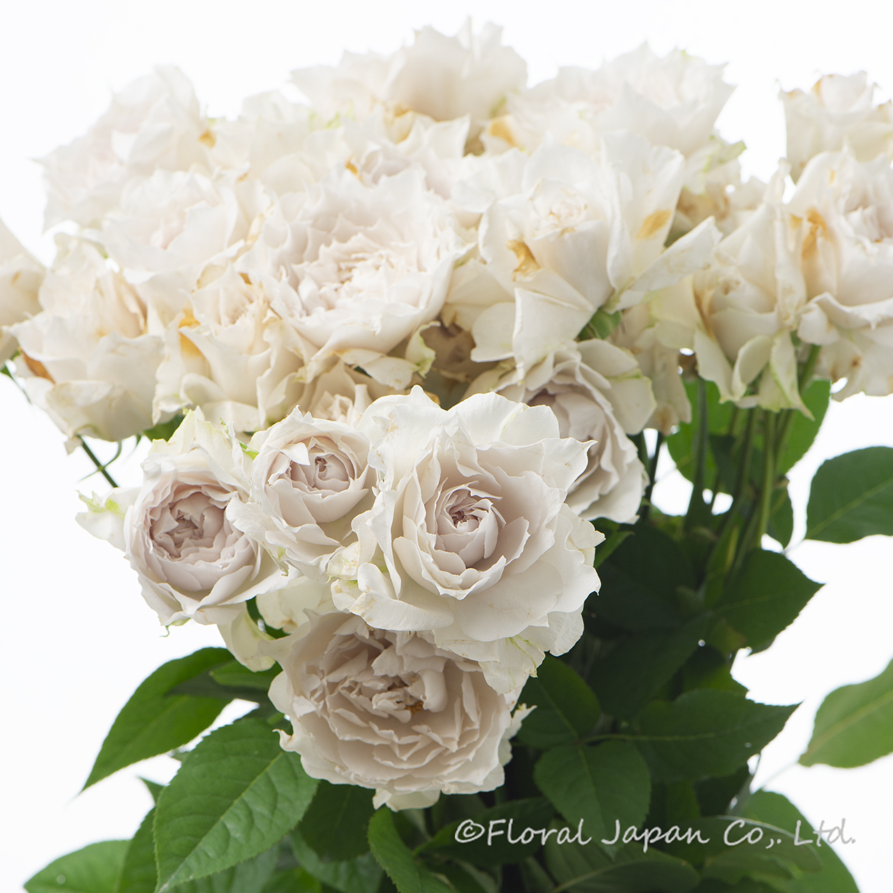 ザ・セレスティアル