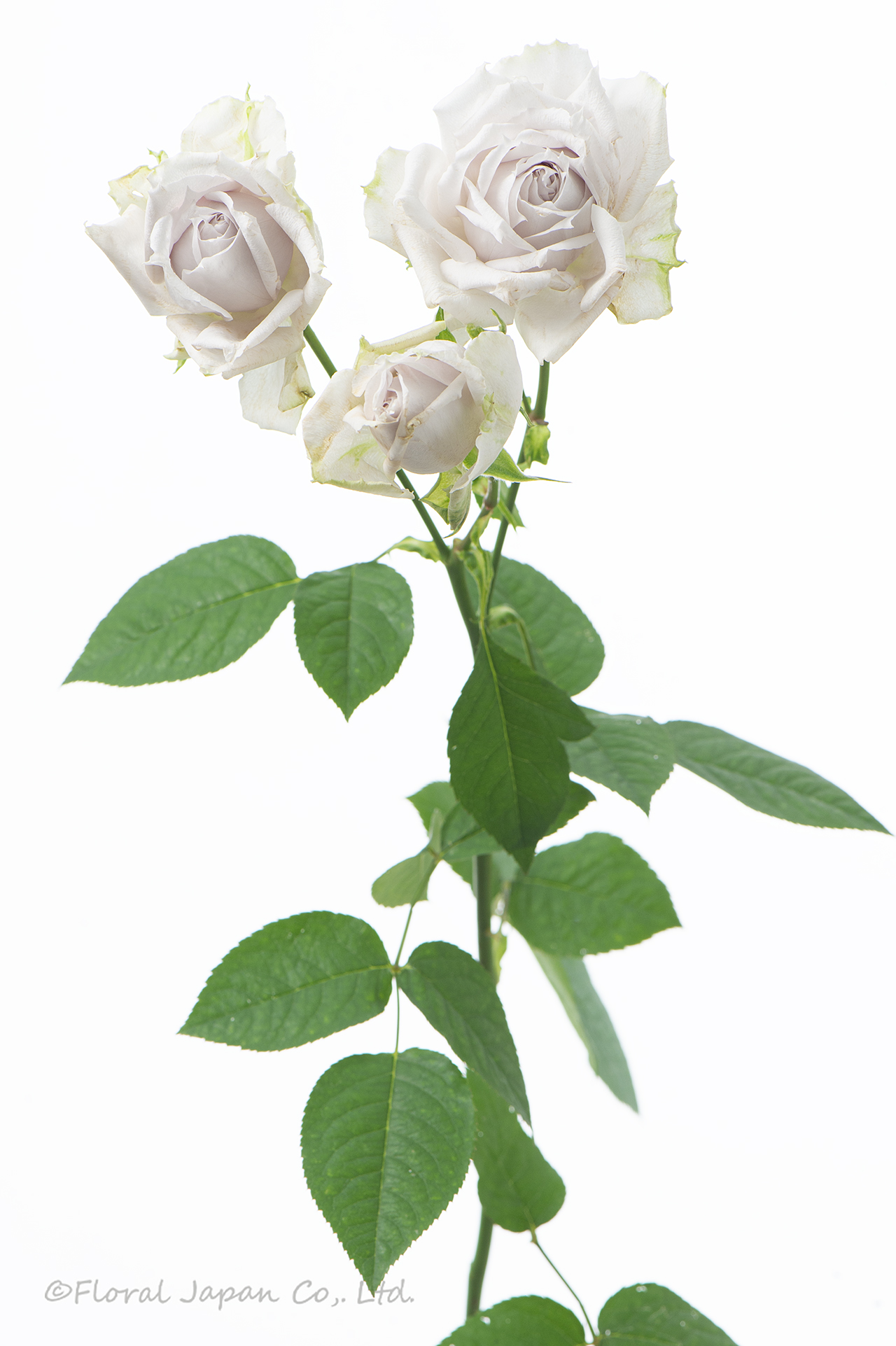 ザ・セレスティアル