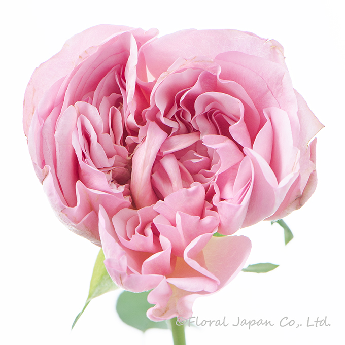 ショコラロマンチカ