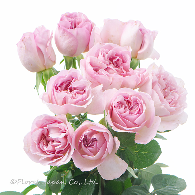 ショコラロマンチカ