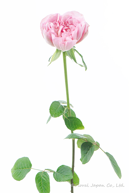 ショコラロマンチカ