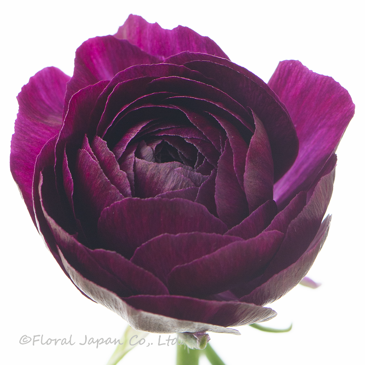 シルバーパープル