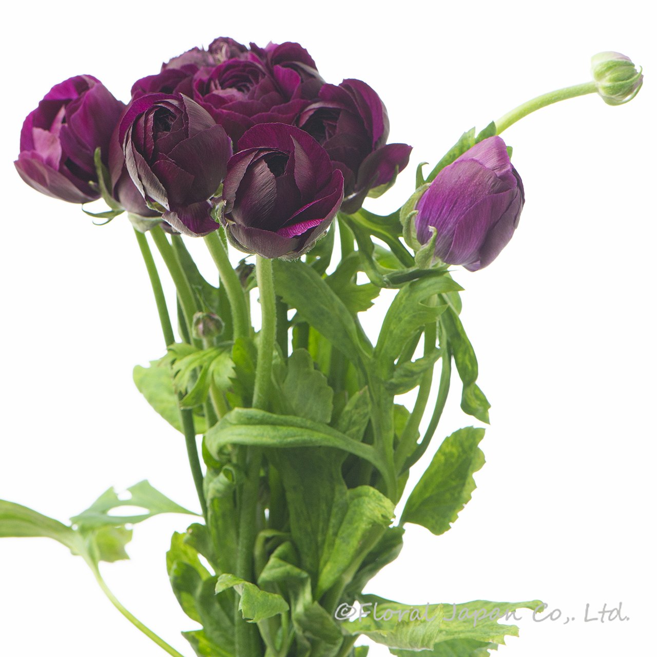 シルバーパープル