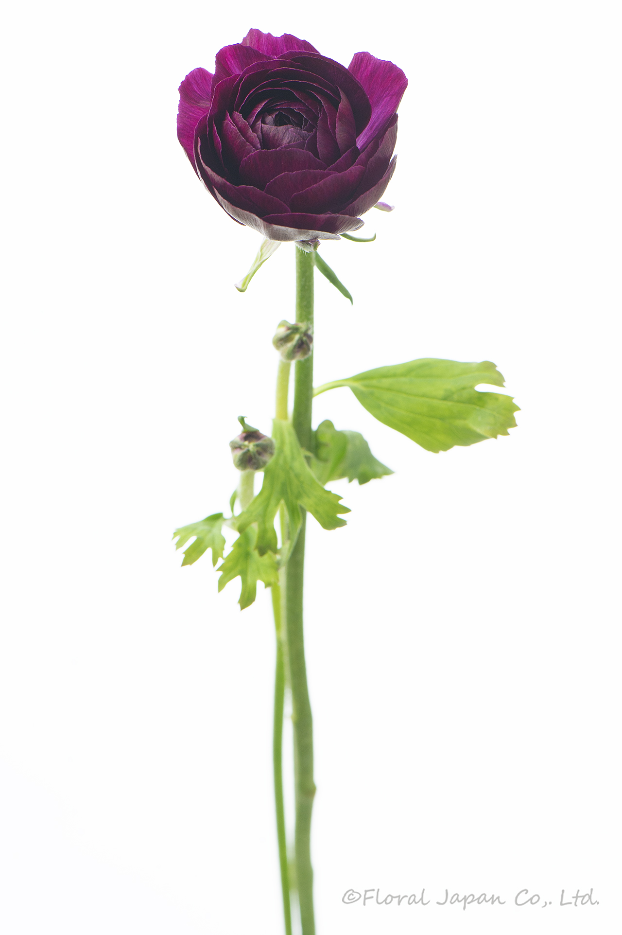 シルバーパープル