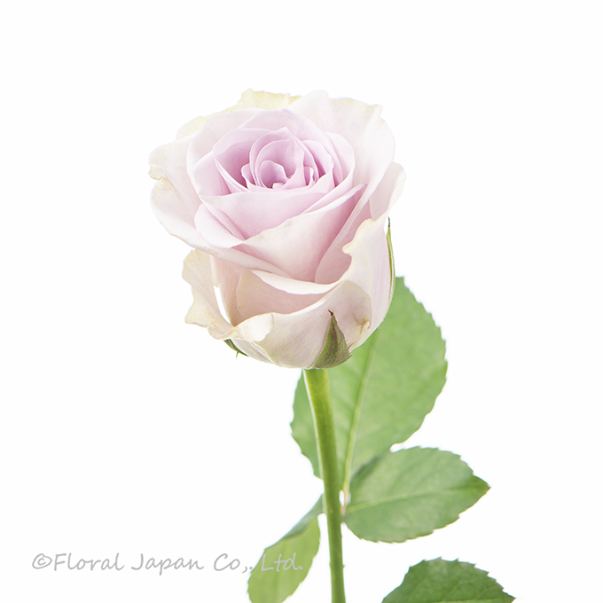 シルバーミスト