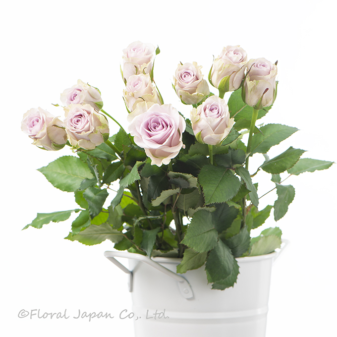 シルバーミスト