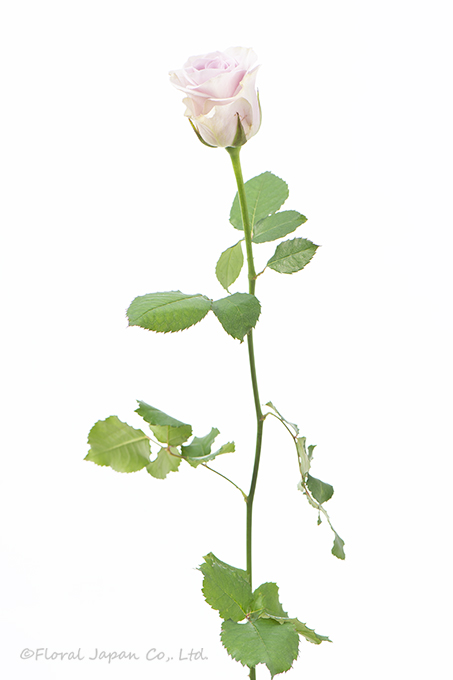 シルバーミスト