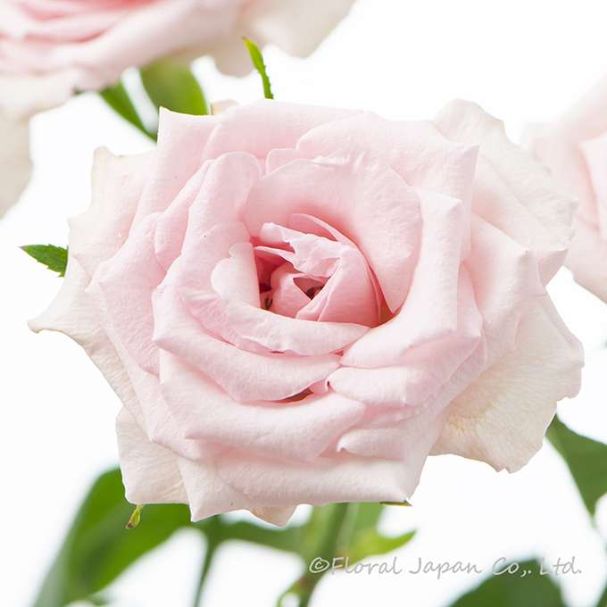 スイートポルセリナ