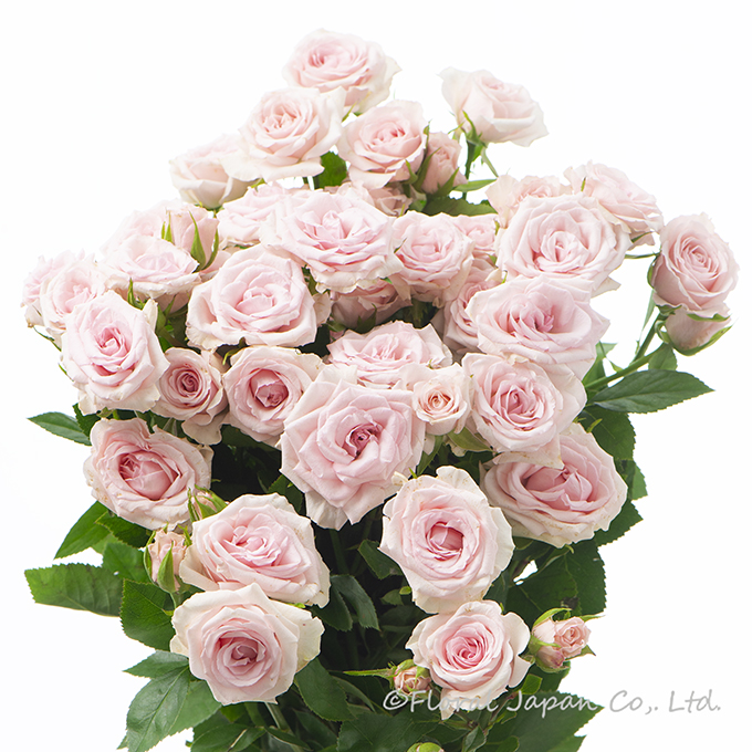 スイートポルセリナ