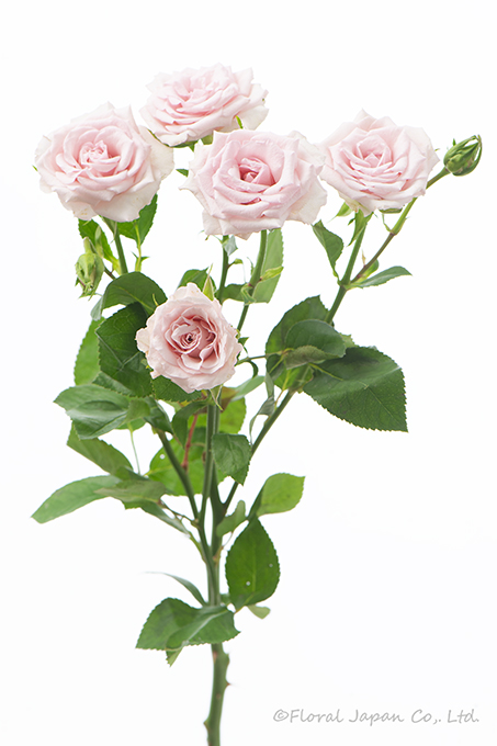 スイートポルセリナ