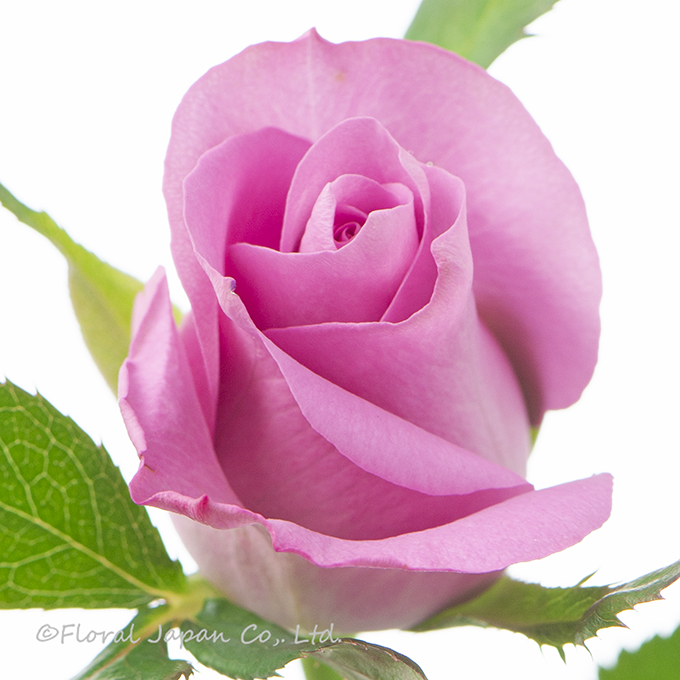 スゥイートデュウ