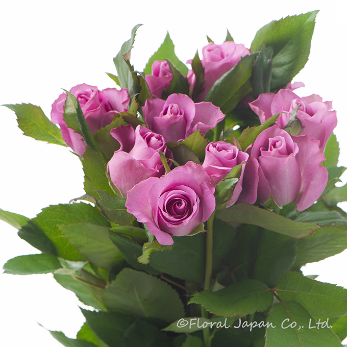 スゥイートデュウ