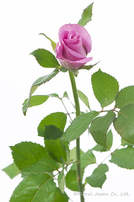 スゥイートデュウ