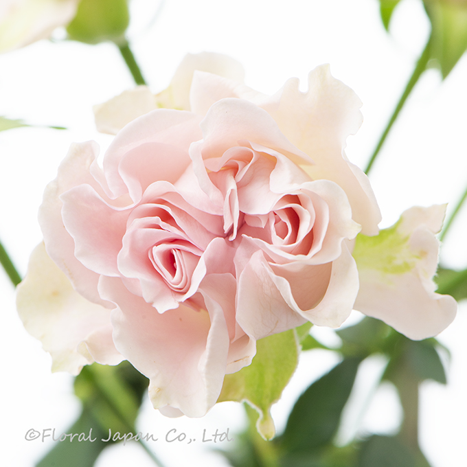 スゥイートフロウ