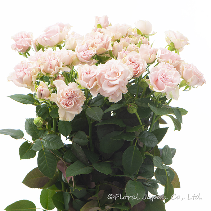 スゥイートフロウ