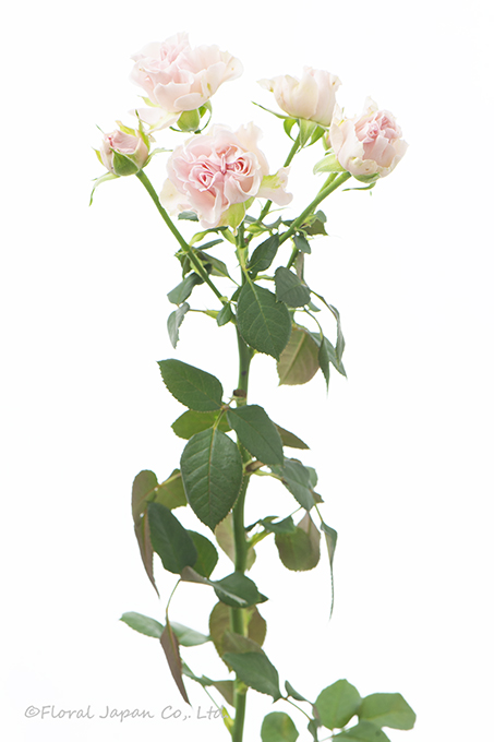 スゥイートフロウ