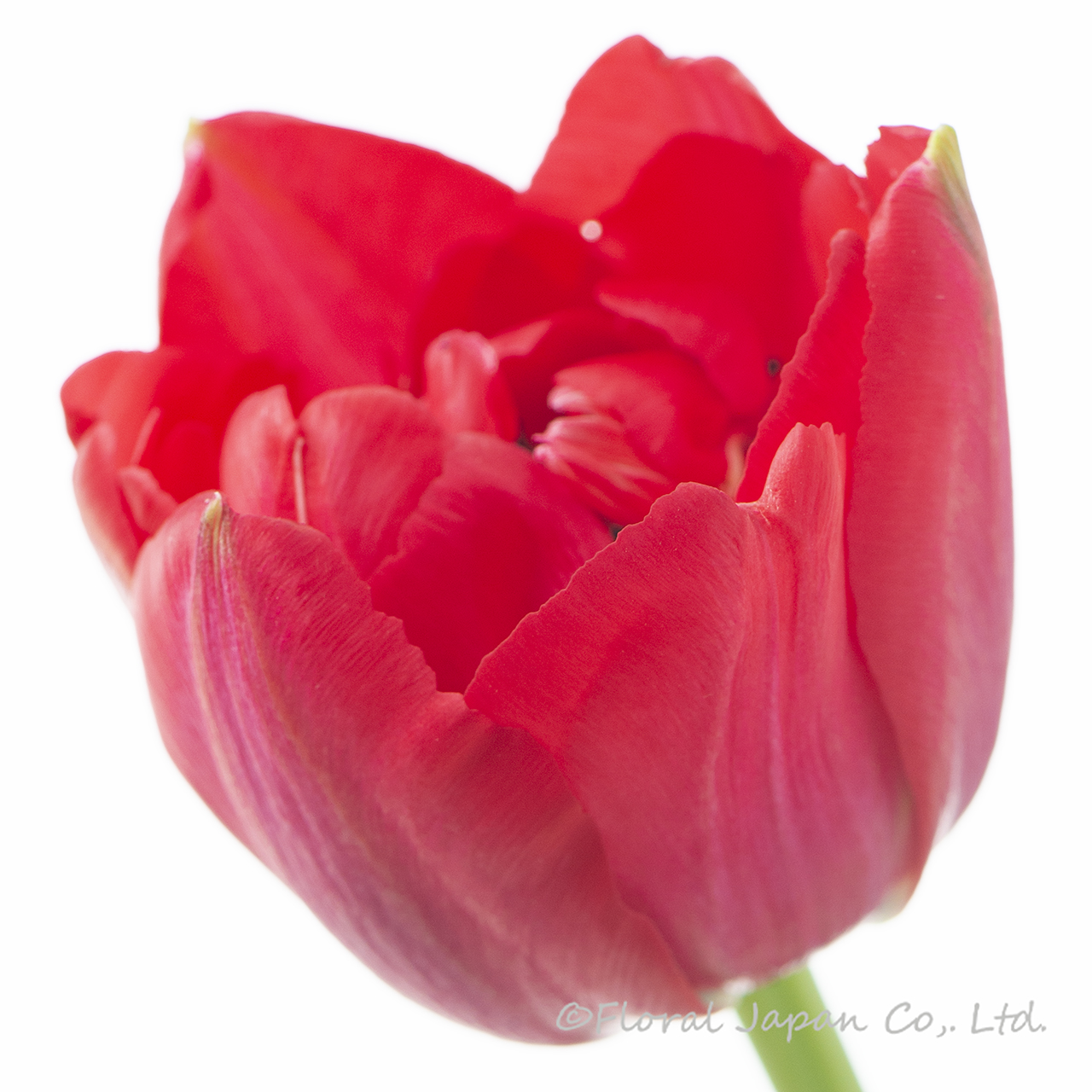 スカーレットベロナ