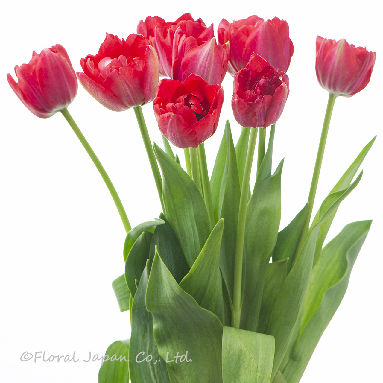 スカーレットベロナ