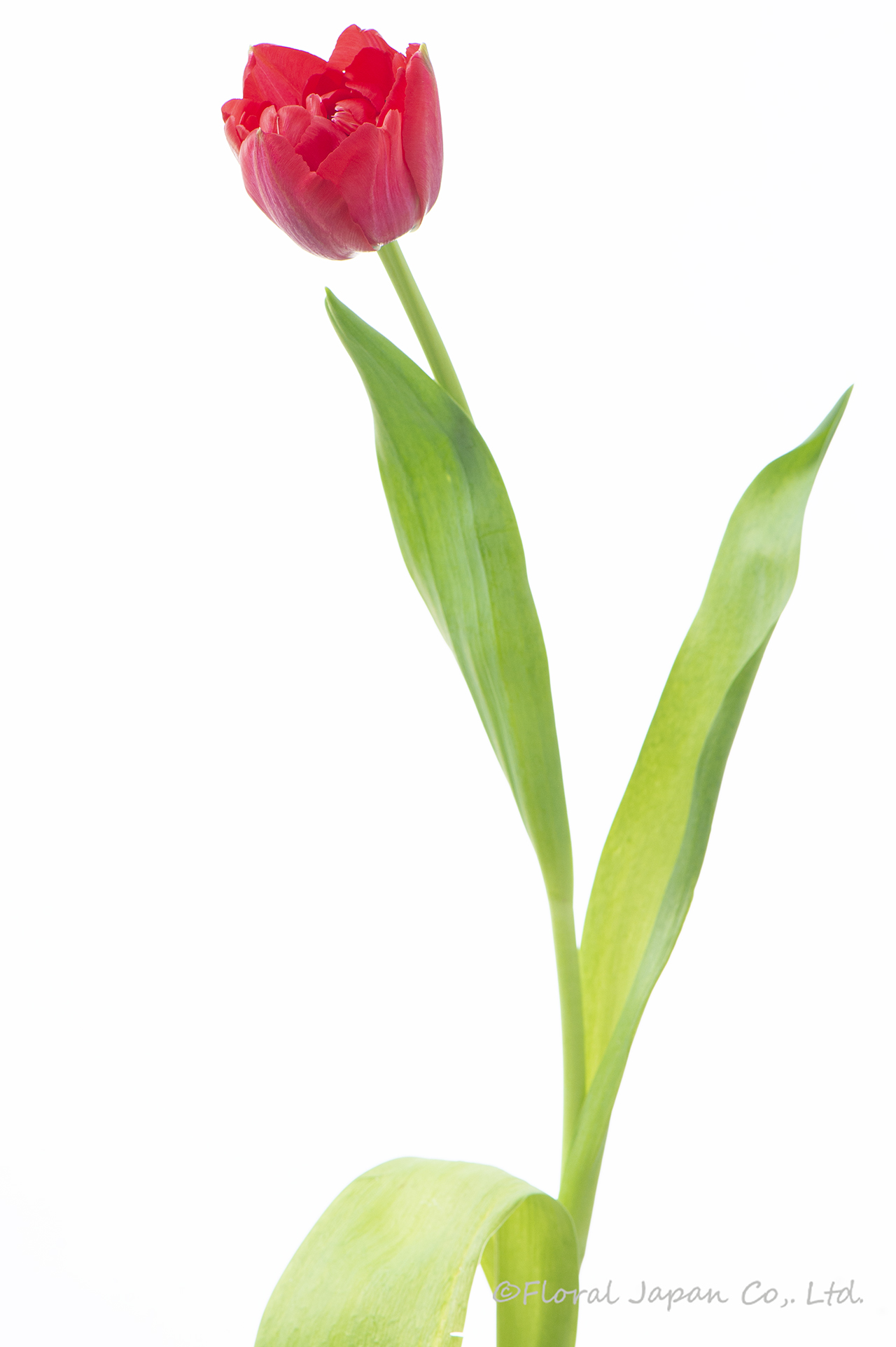 スカーレットベロナ