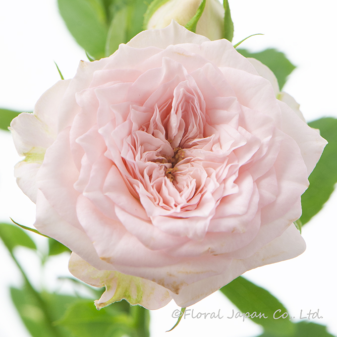 ストロベリーワルツ