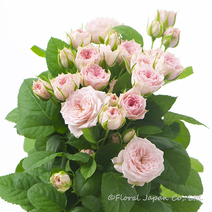 ストロベリーワルツ