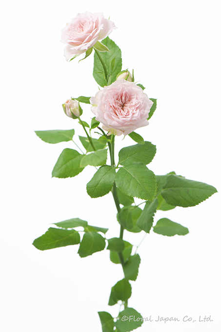 ストロベリーワルツ