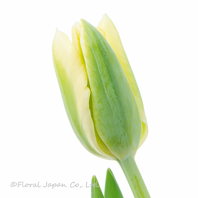 スプリンググリーン