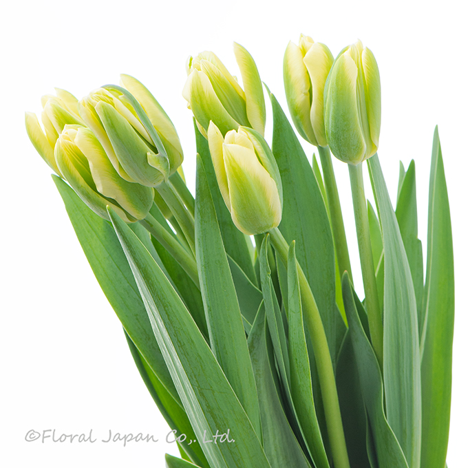 スプリンググリーン