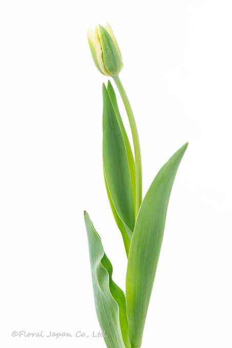 スプリンググリーン