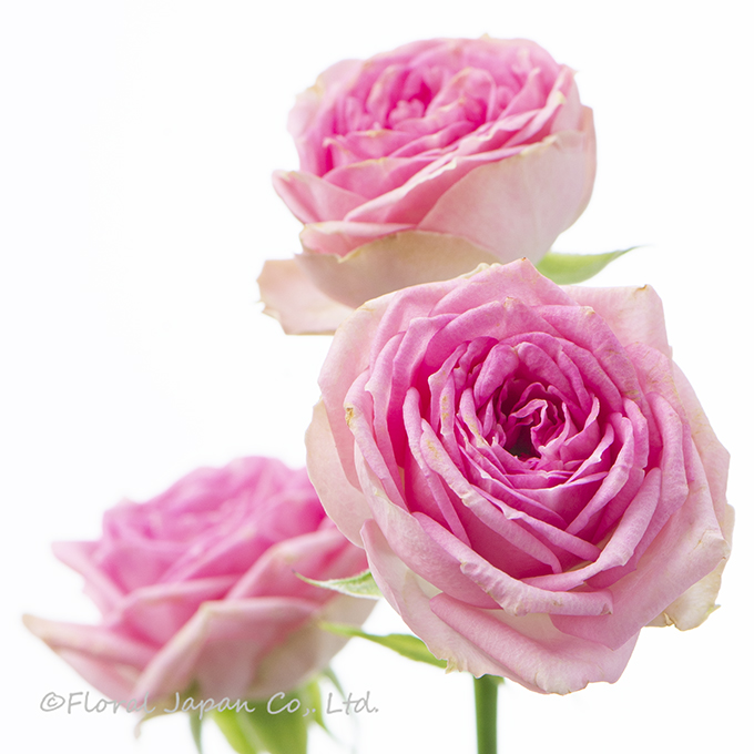 スーパーセンセーション