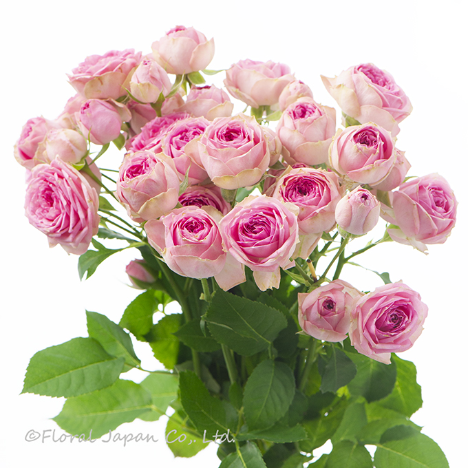 スーパーセンセーション