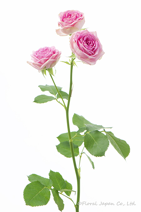 スーパーセンセーション