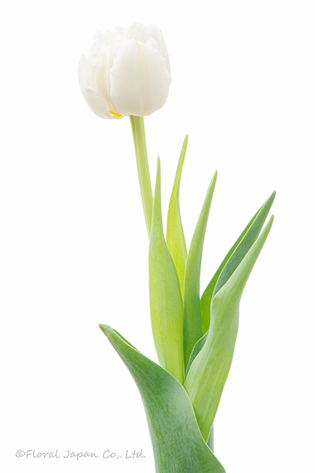 ノースキャップ