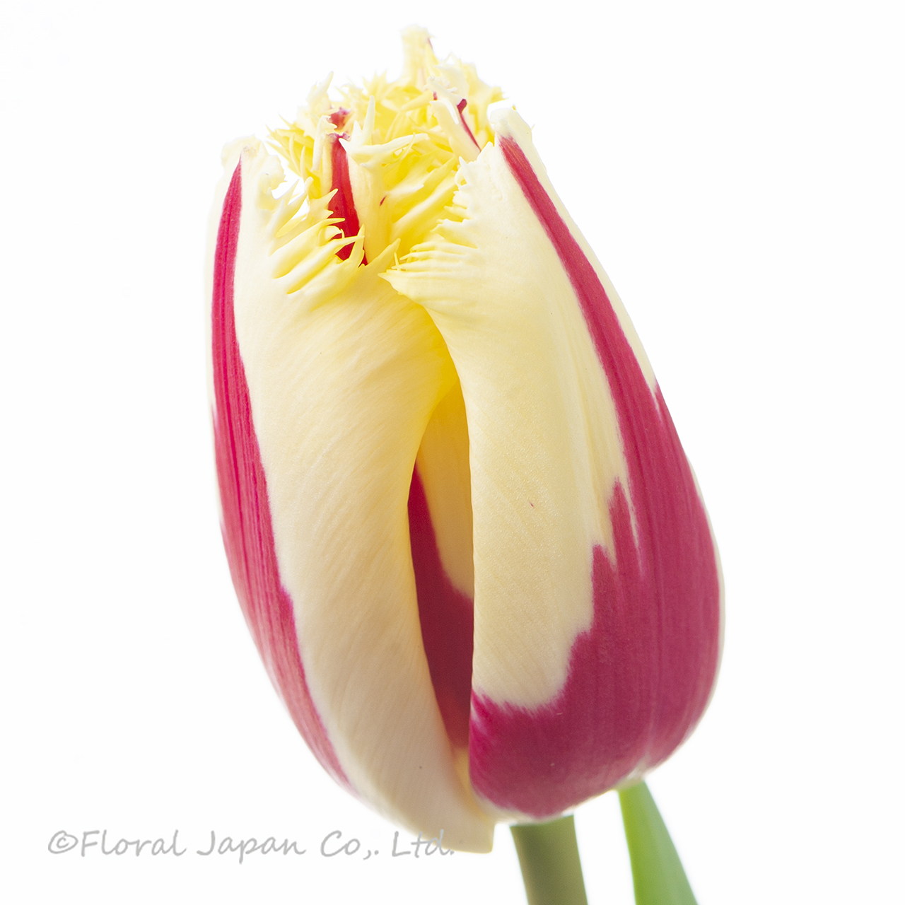 バーニングファイヤー