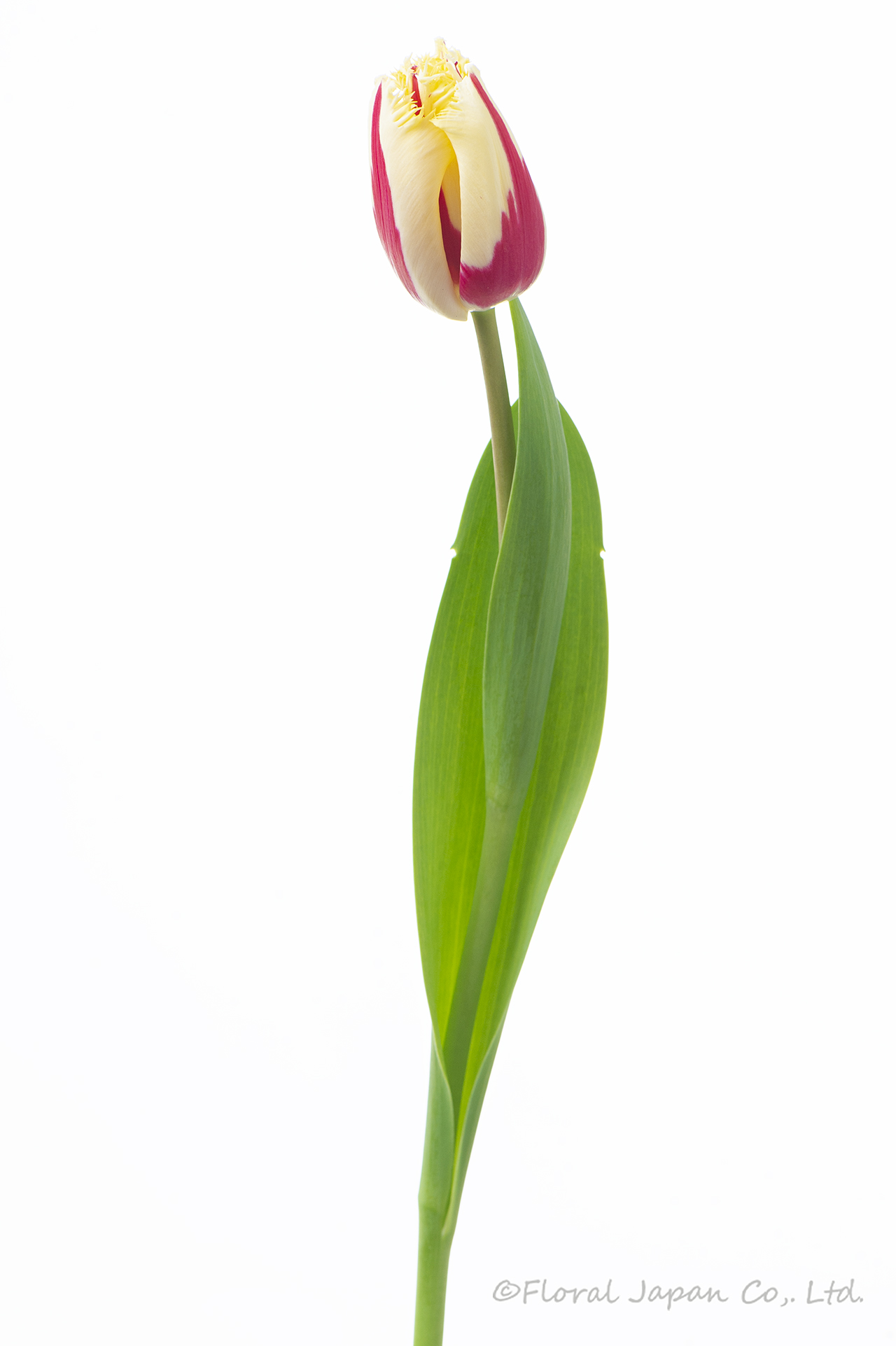 バーニングファイヤー