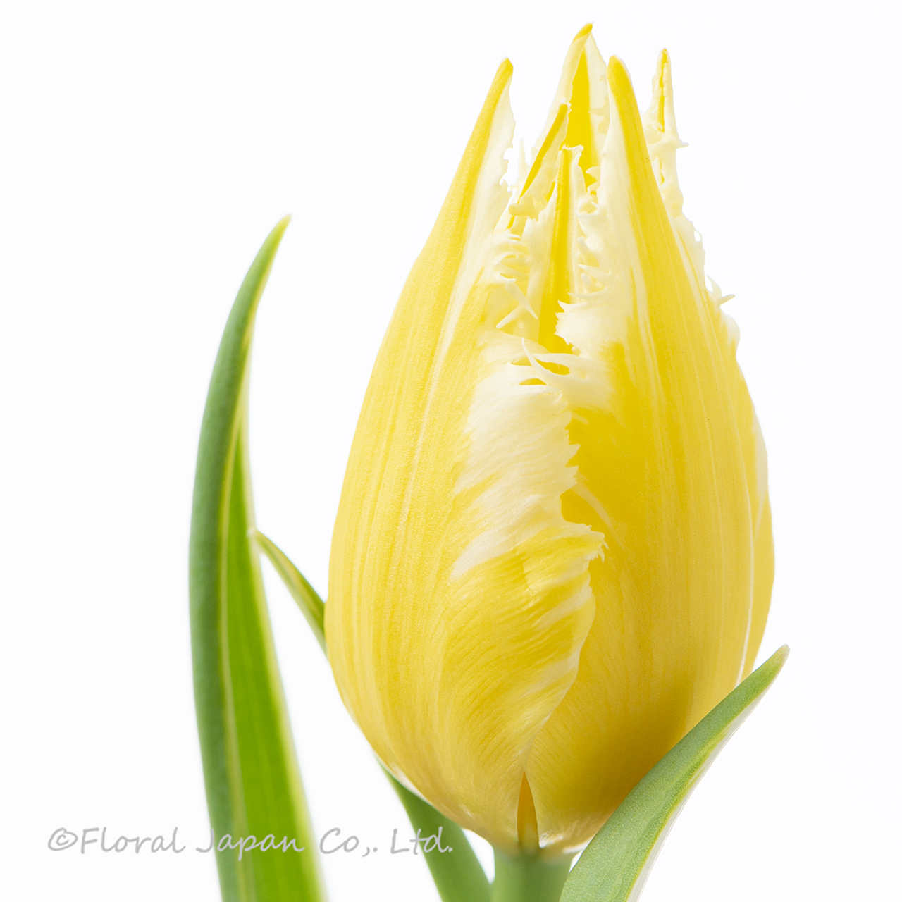 バーニングフレイム