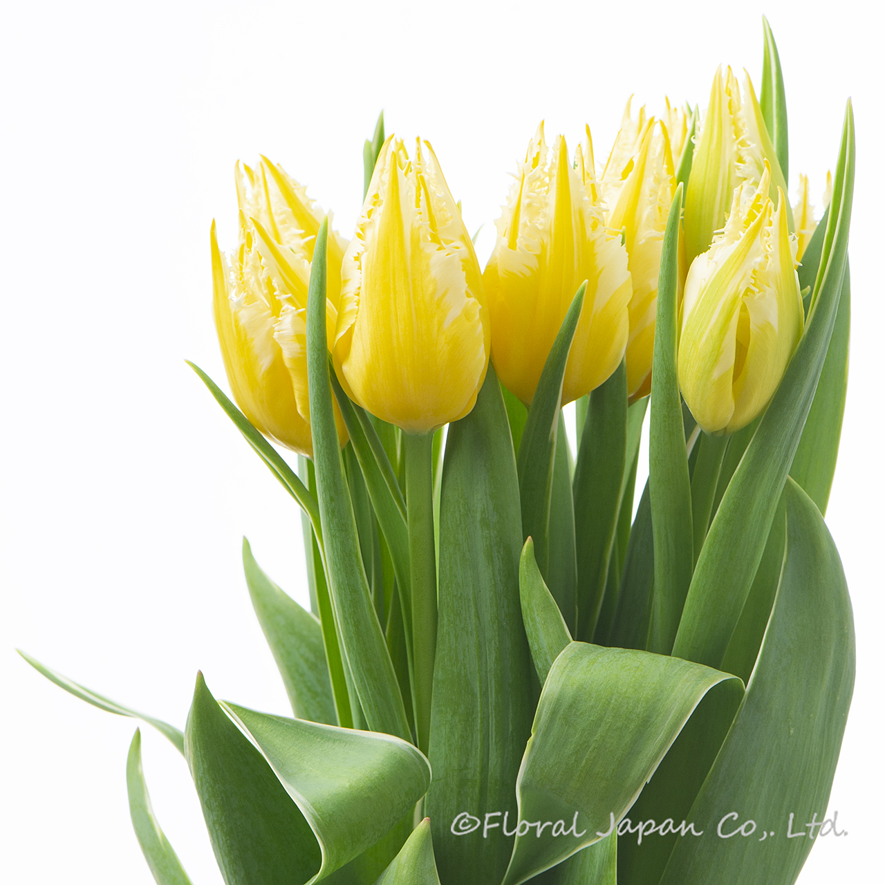 バーニングフレイム